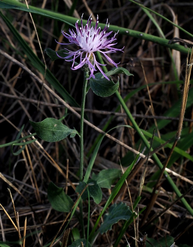 Centaurea grisebachii photo 3