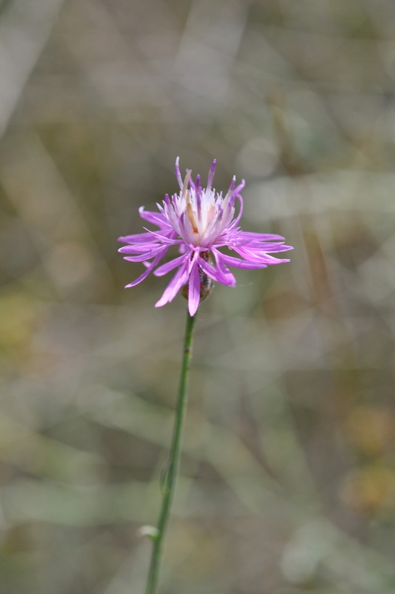 Centaurea grisebachii photo 4