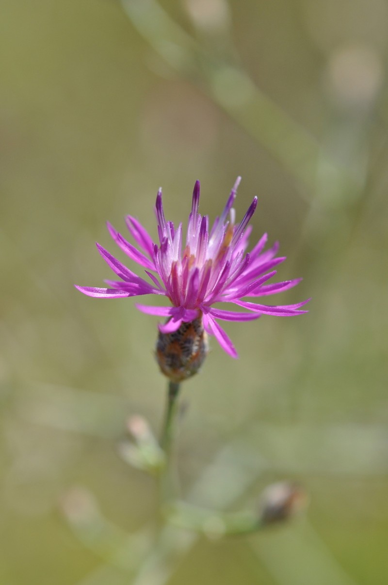 Centaurea grisebachii photo 5