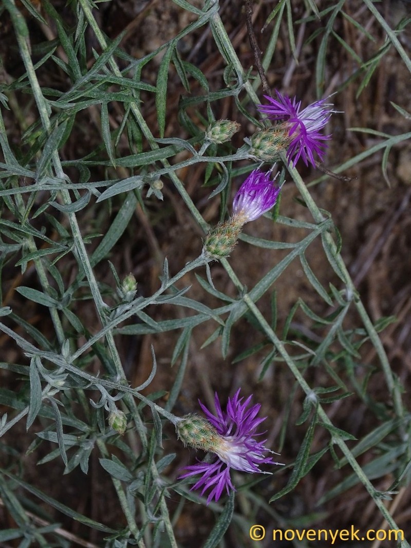 Centaurea grisebachii photo 6