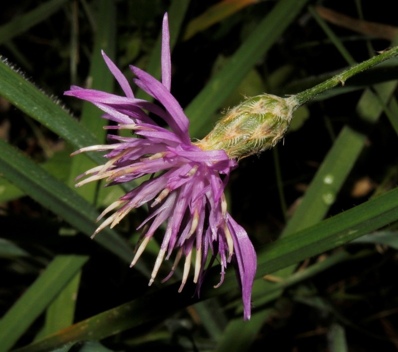 Centaurea grisebachii photo 7