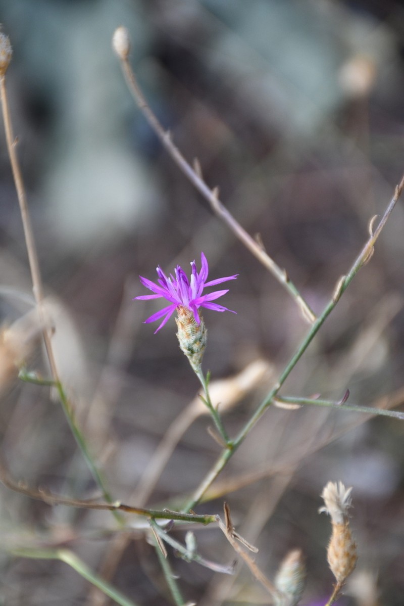 Centaurea grisebachii photo 8
