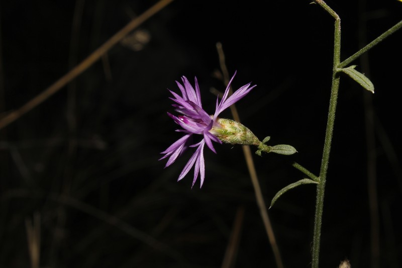 Centaurea grisebachii subsp. transiens
