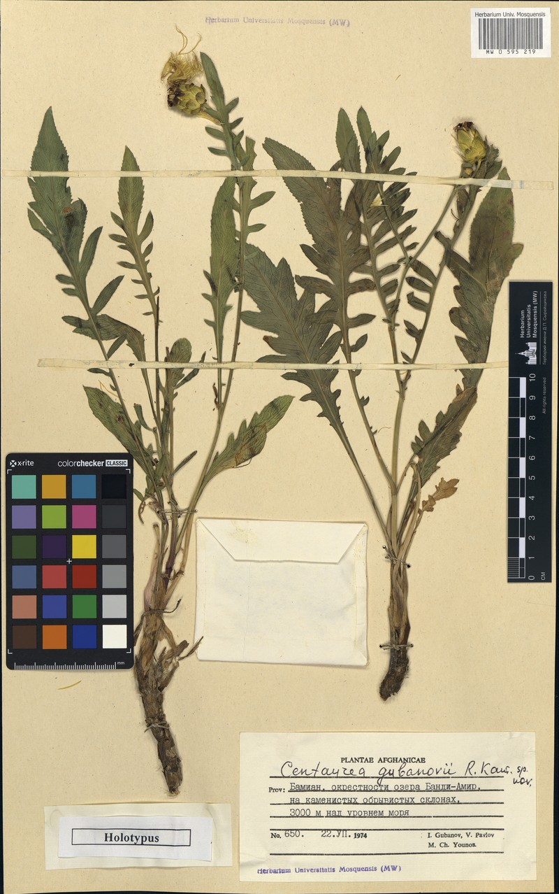 Centaurea gubanovii