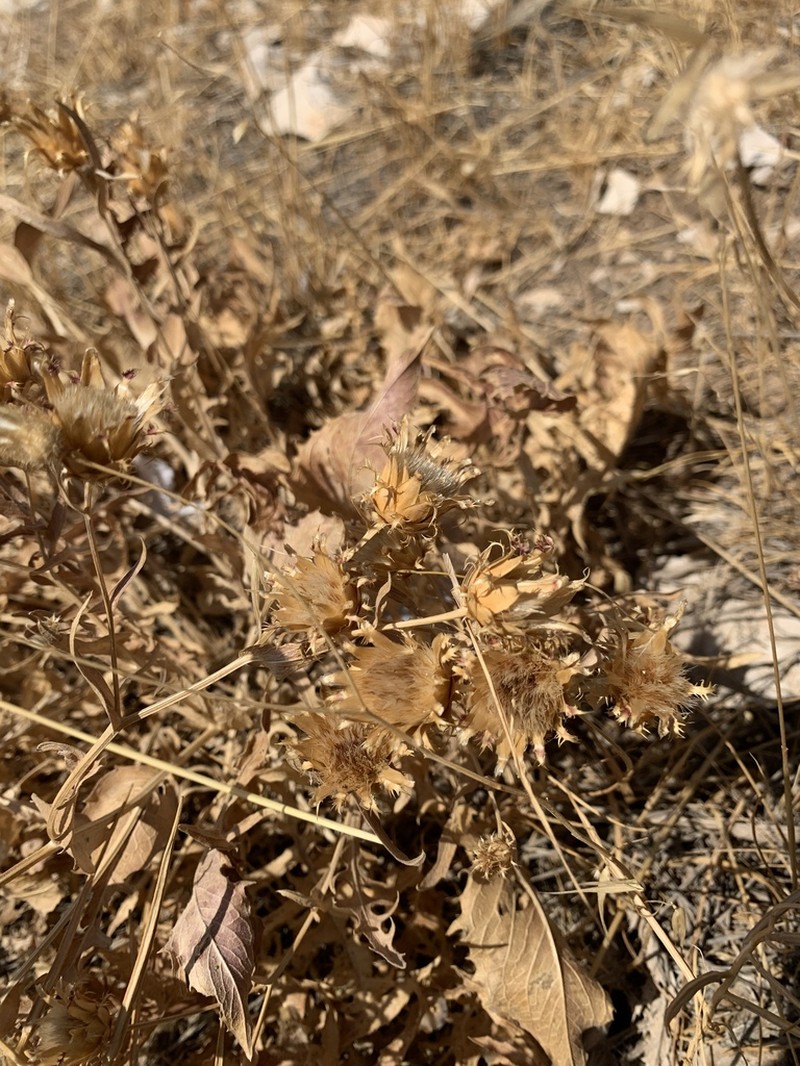 Centaurea gudrunensis