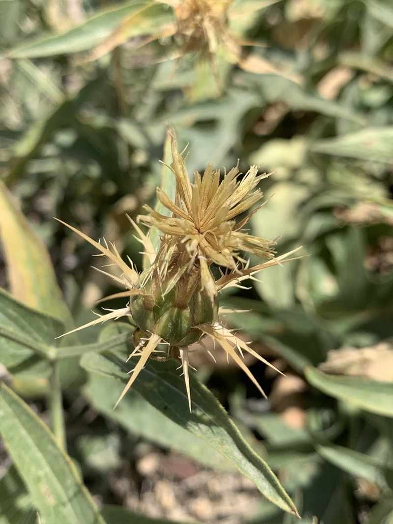 Centaurea gudrunensis photo 2