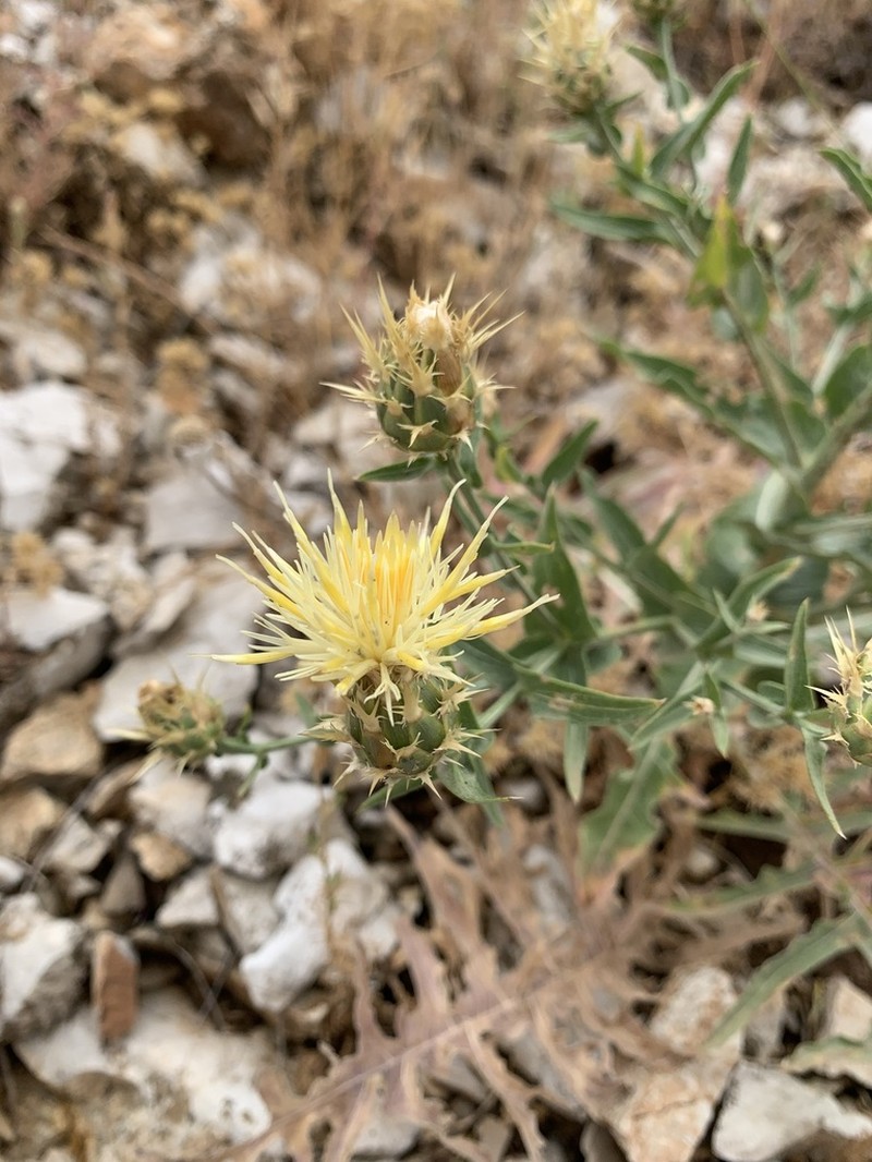 Centaurea gudrunensis photo 3