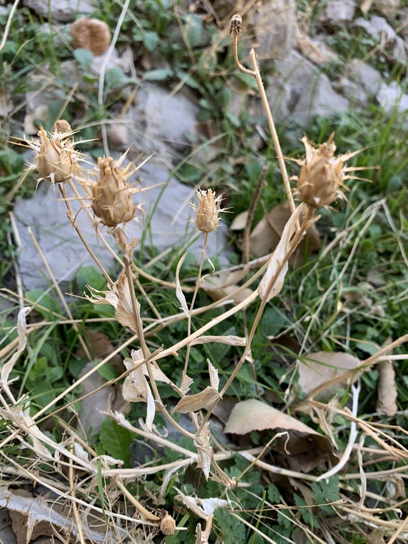 Centaurea gudrunensis photo 4