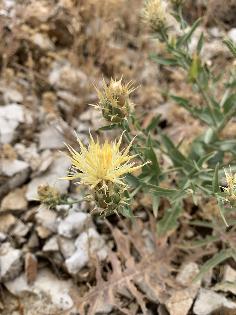 Centaurea gudrunensis photo 5