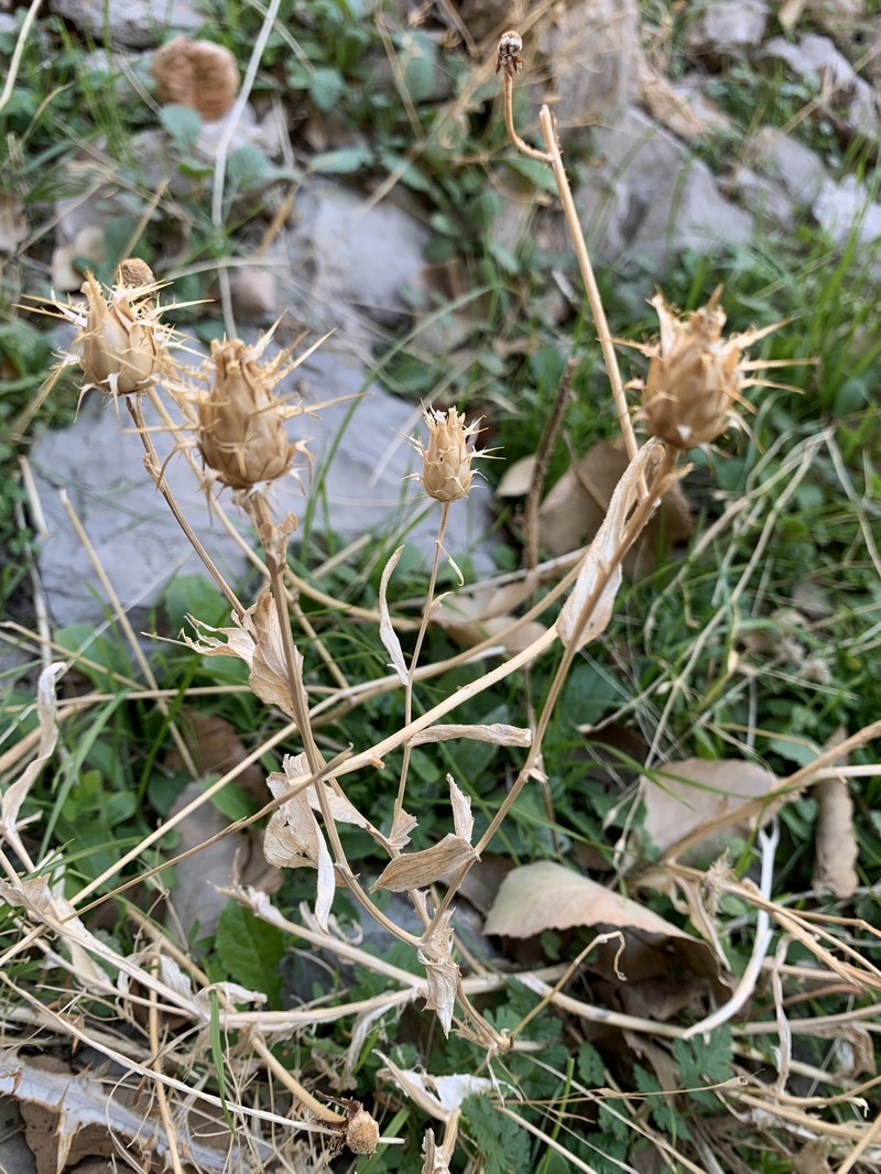 Centaurea gudrunensis photo 7