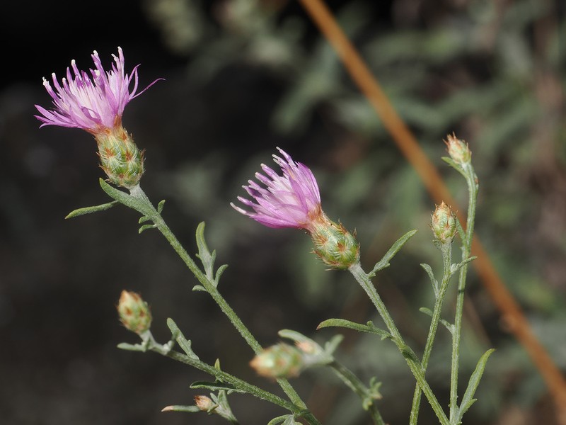 Centaurea gulissashvilii