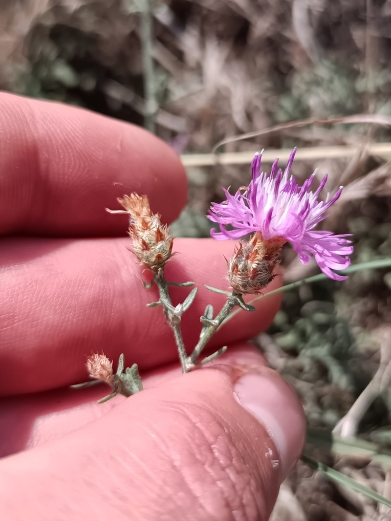 Centaurea gulissashvilii photo 3