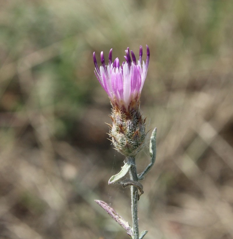 Centaurea gulissashvilii photo 4