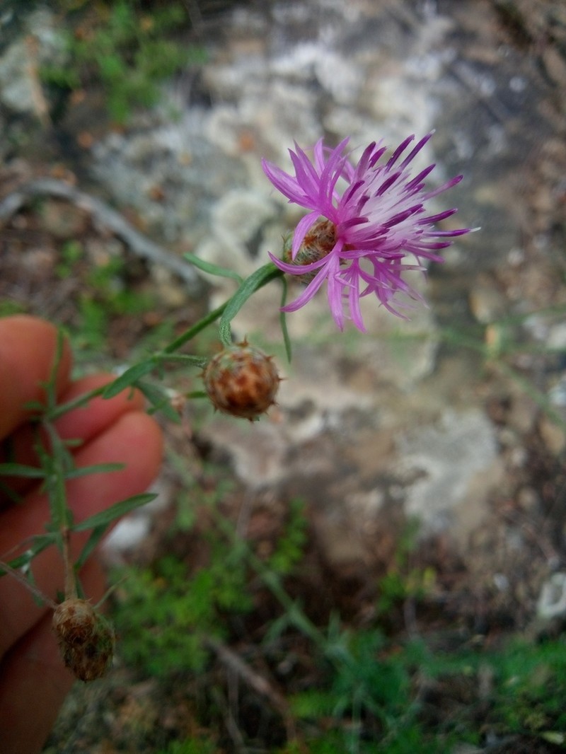 Centaurea gulissashvilii photo 5