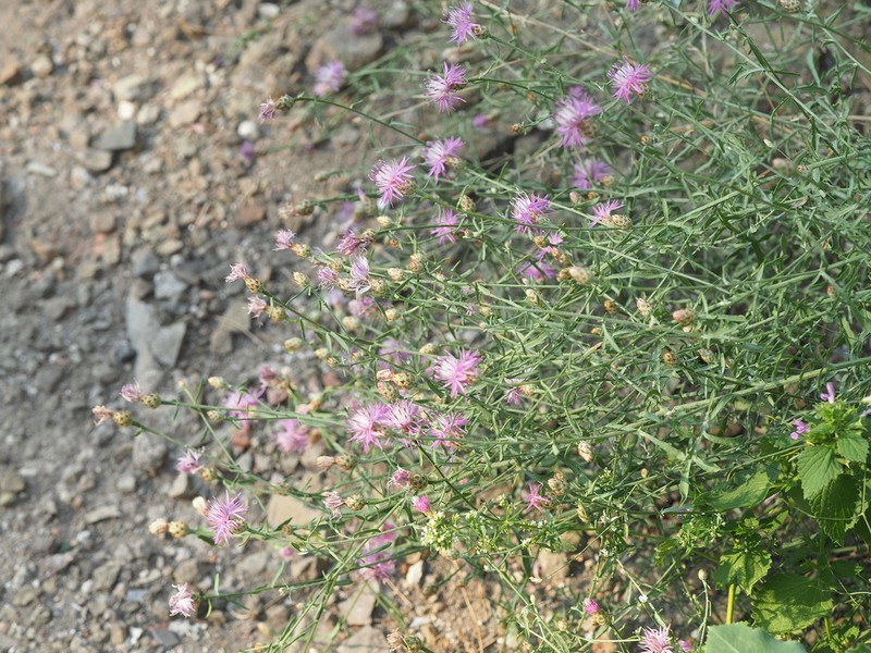 Centaurea gulissashvilii photo 6