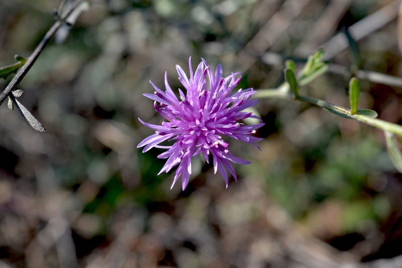 Centaurea gulissashvilii photo 7