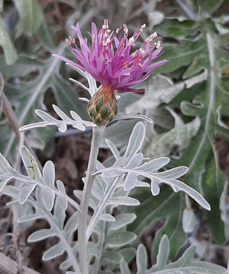 Centaurea gymnocarpa photo 4