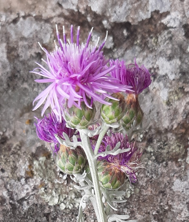 Centaurea gymnocarpa photo 5