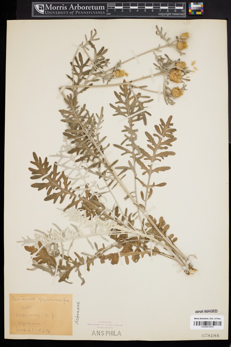 Centaurea gymnocarpa photo 6