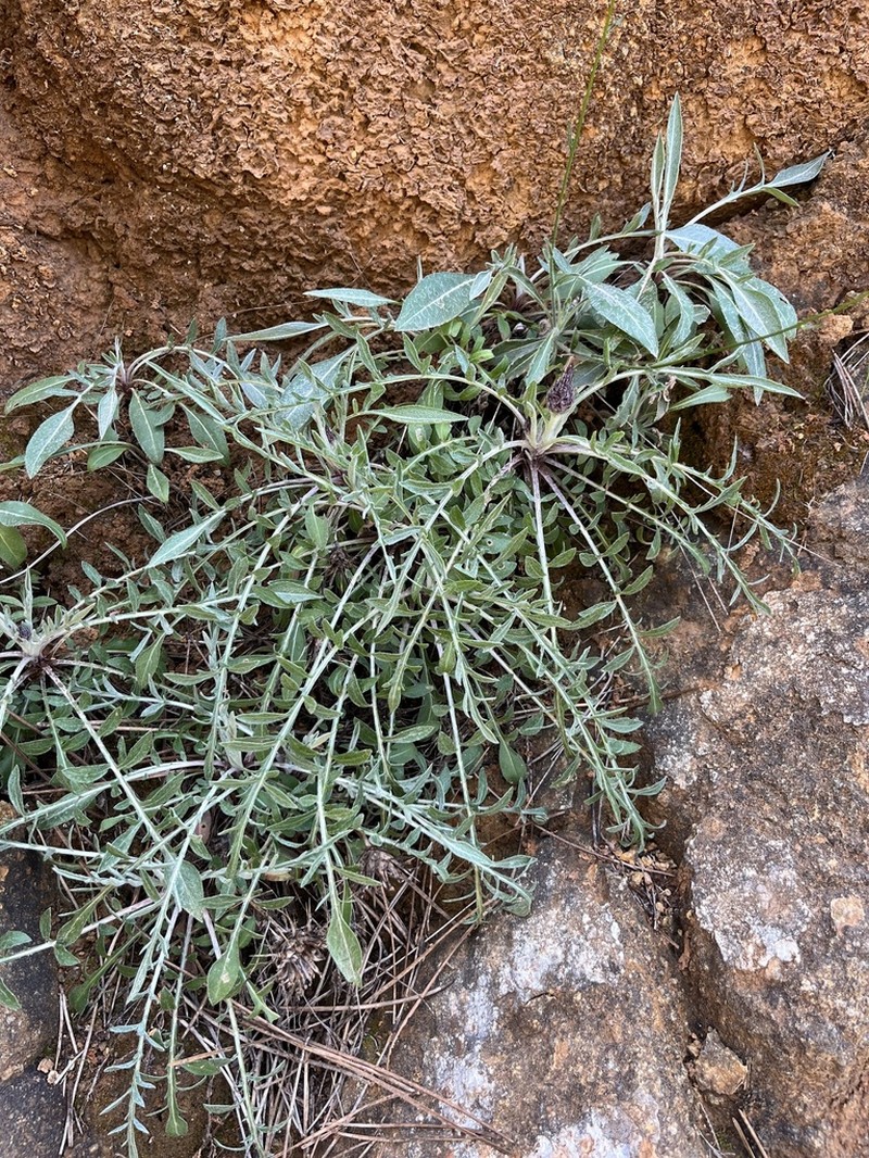 Centaurea haenseleri