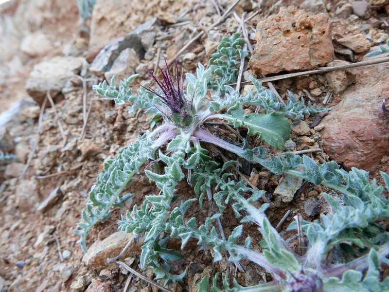 Centaurea haenseleri photo 2