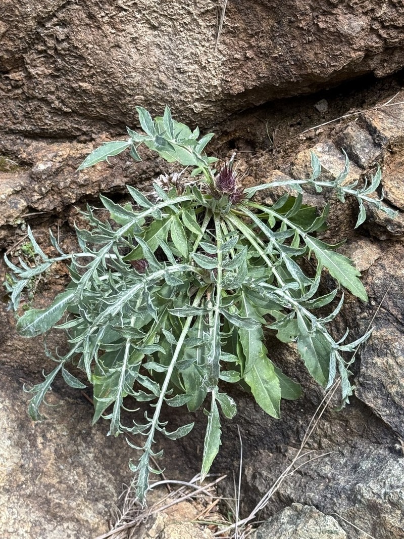 Centaurea haenseleri photo 3
