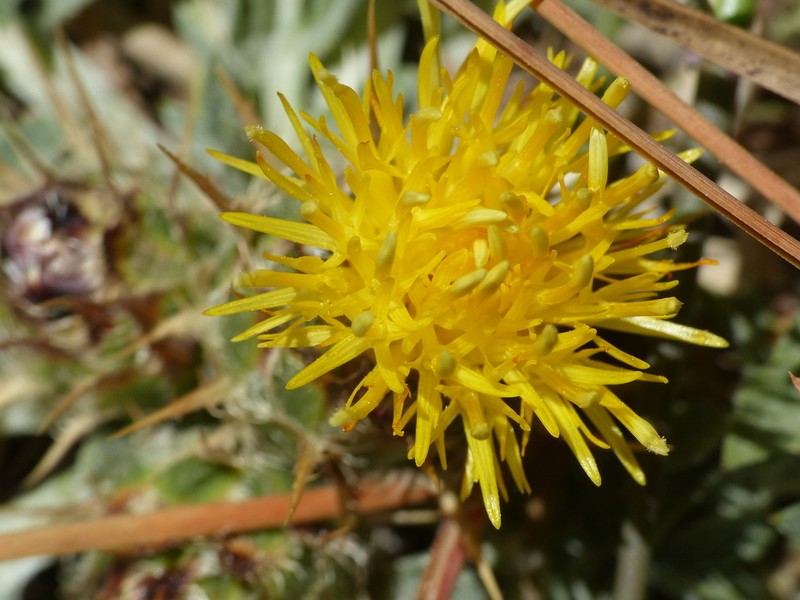Centaurea haenseleri photo 4