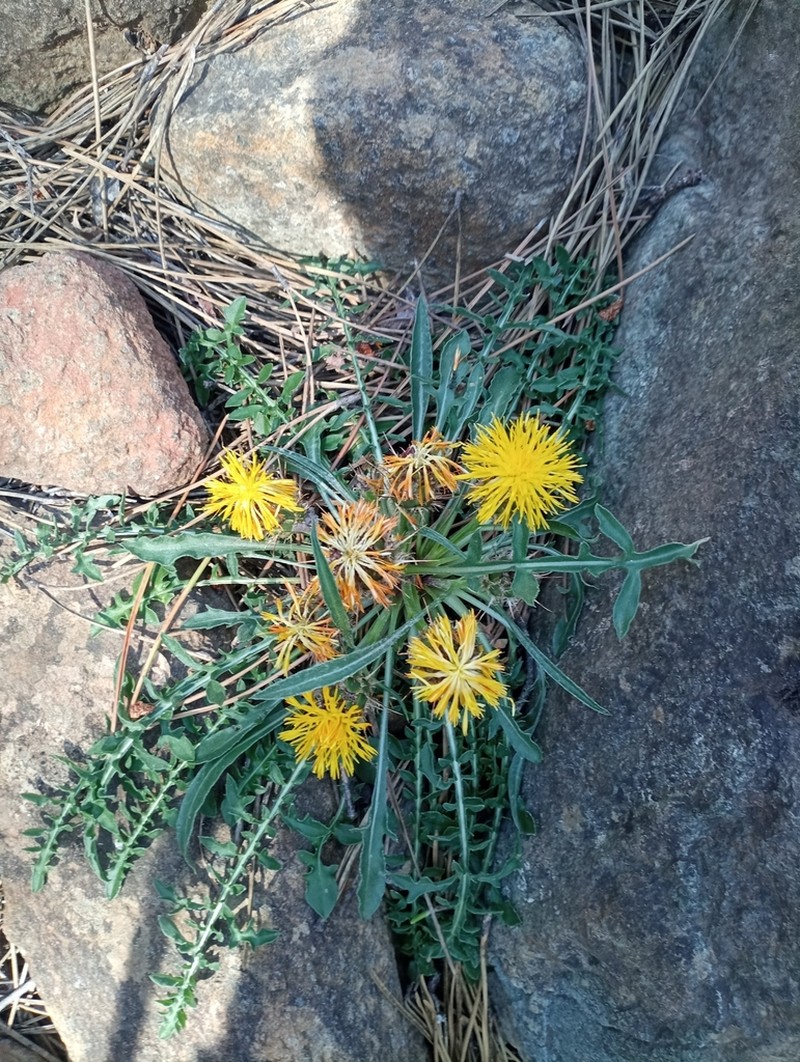 Centaurea haenseleri photo 5