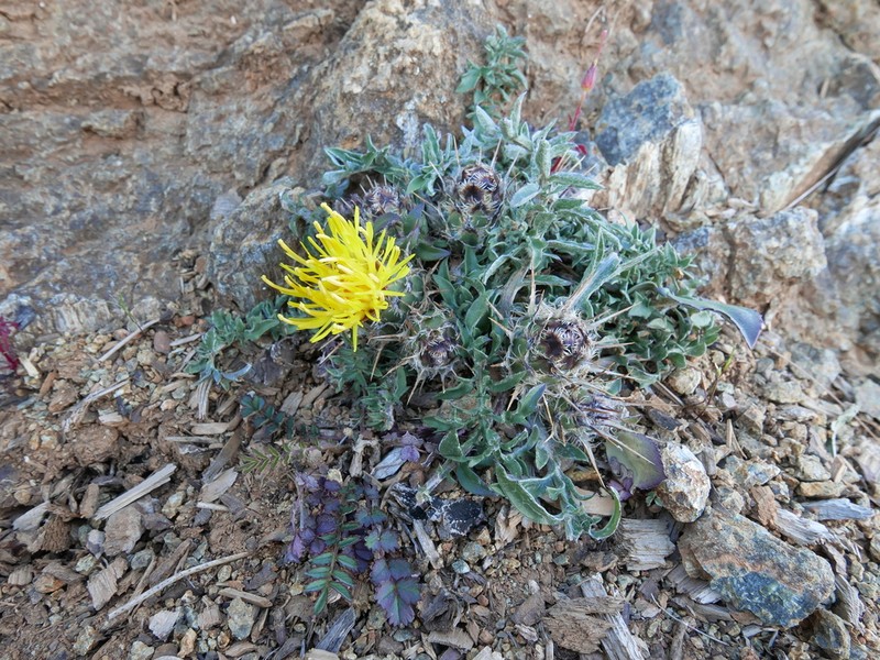 Centaurea haenseleri photo 6
