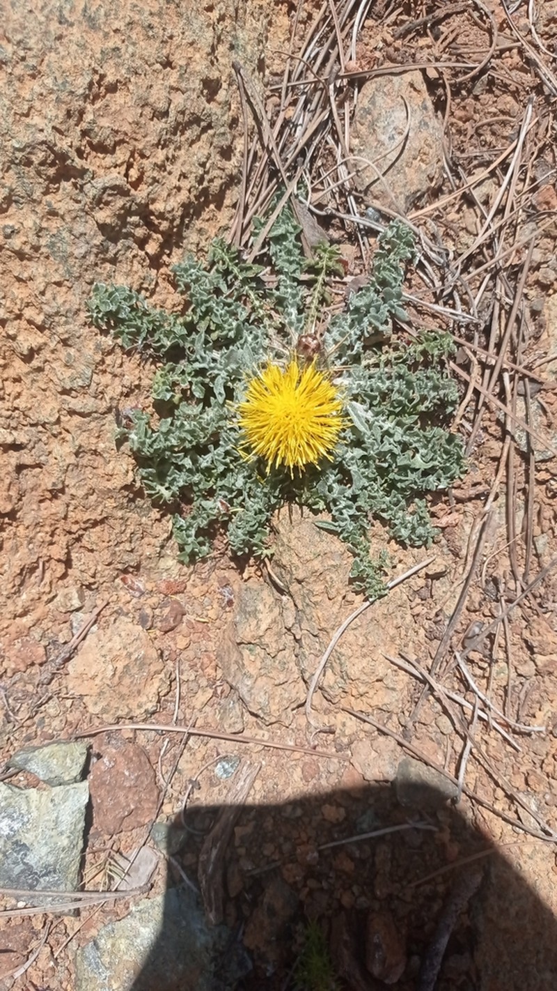 Centaurea haenseleri photo 7