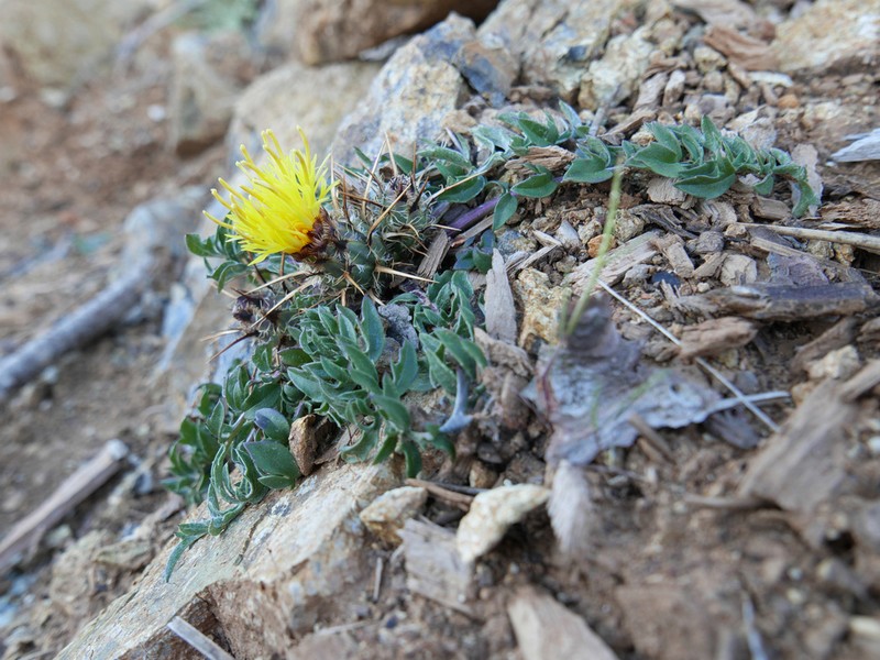 Centaurea haenseleri photo 8