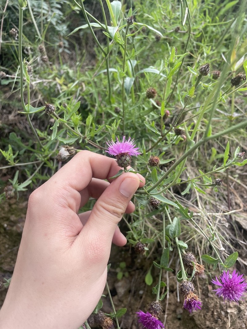 Centaurea hanryi