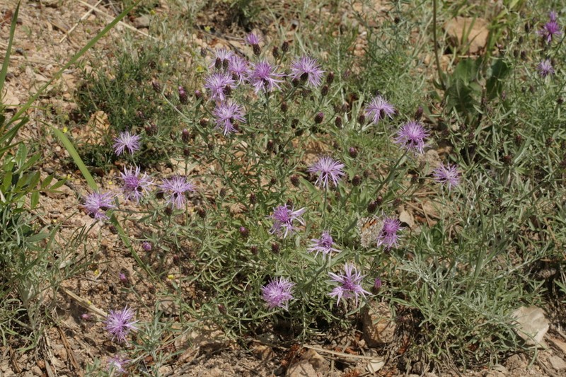 Centaurea hanryi photo 2