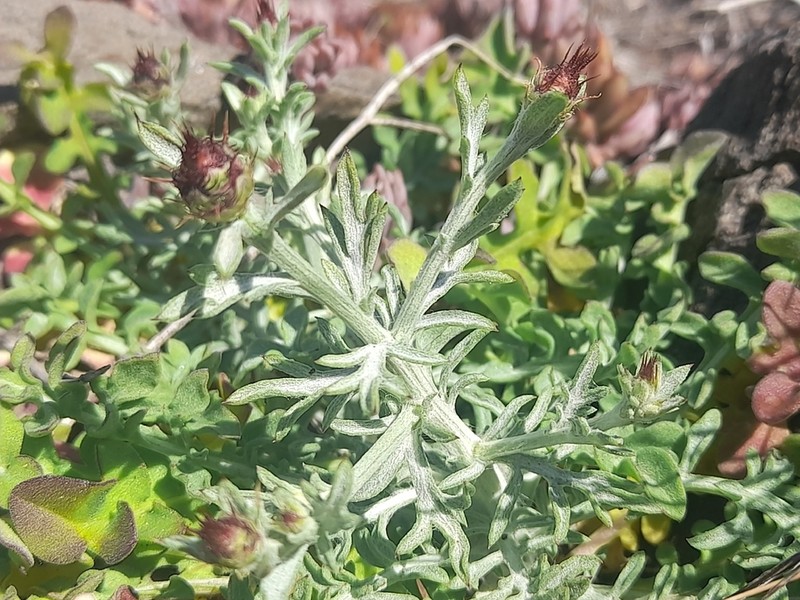 Centaurea hanryi photo 3