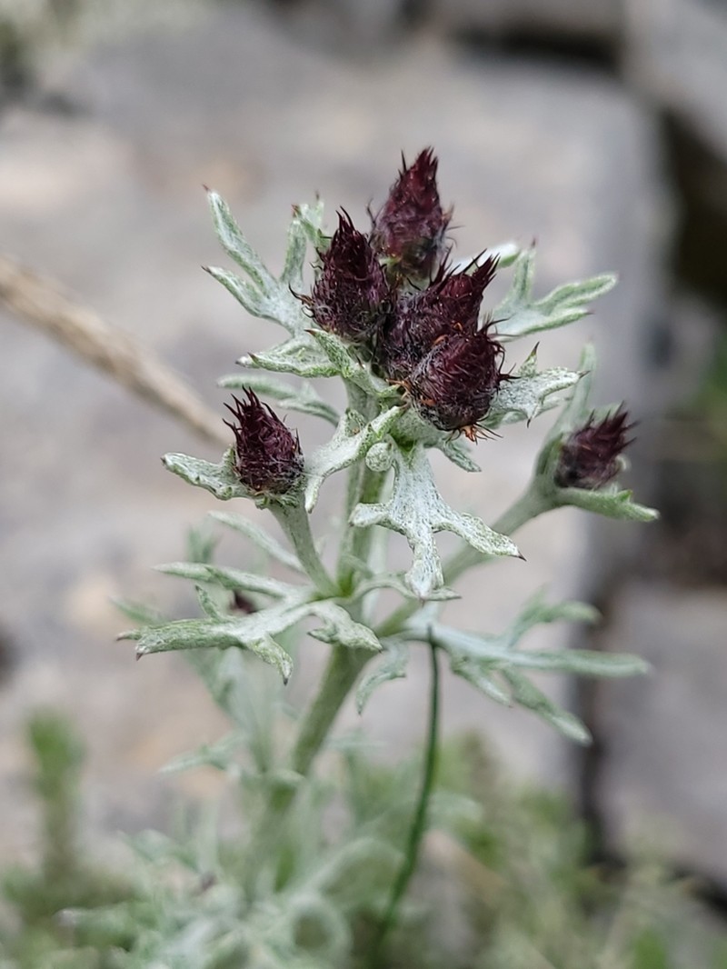 Centaurea hanryi photo 4