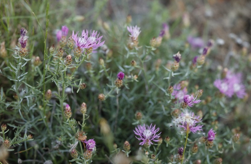 Centaurea hanryi photo 5