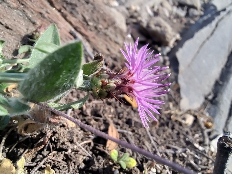 Centaurea hanryi photo 6