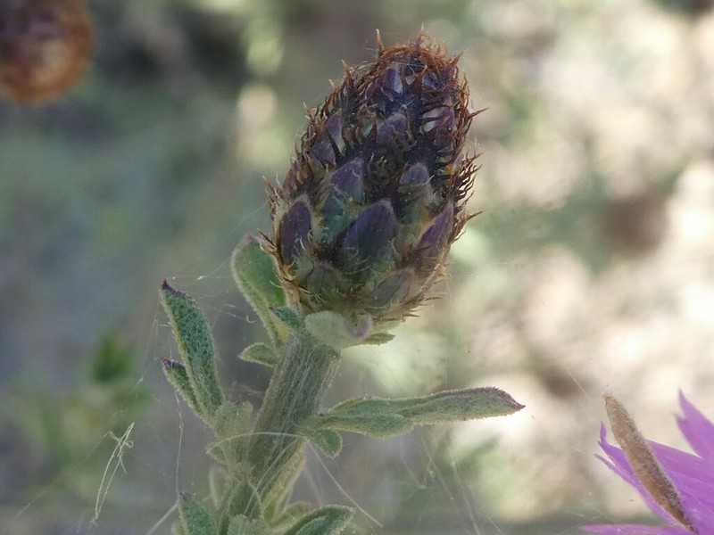 Centaurea hanryi photo 8