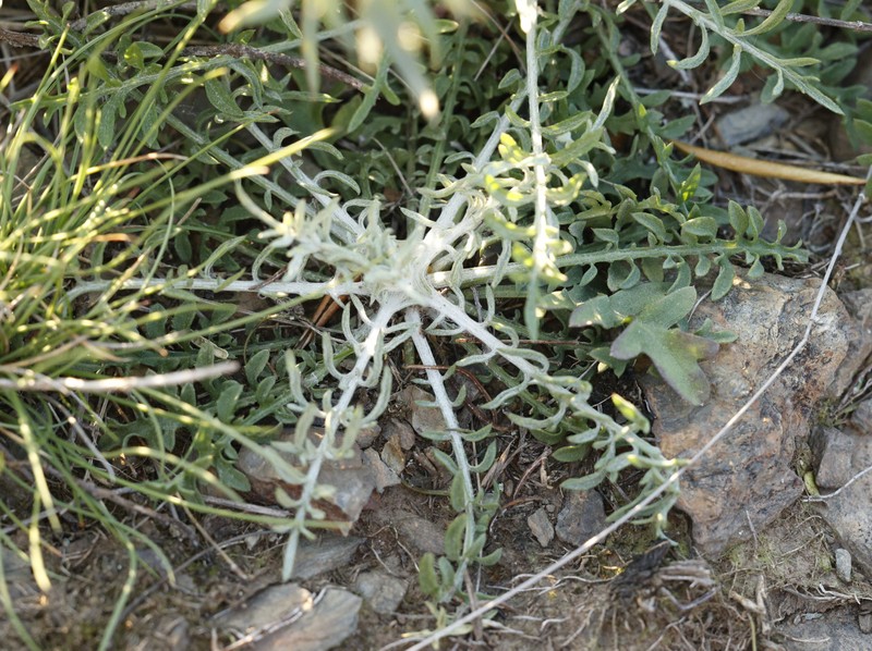 Centaurea hanryi subsp. hanryi