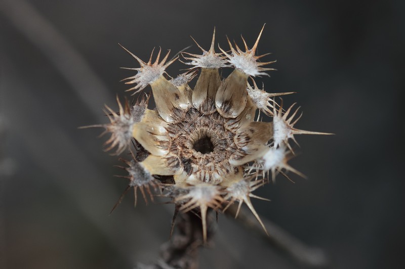 Centaurea haradjianii