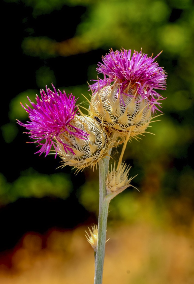 Centaurea haussknechtii