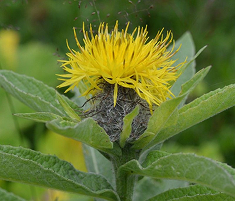 Centaurea helenioides