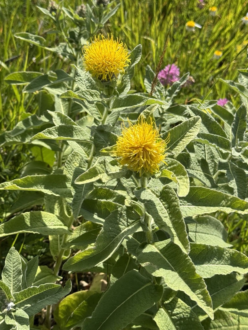 Centaurea helenioides photo 2