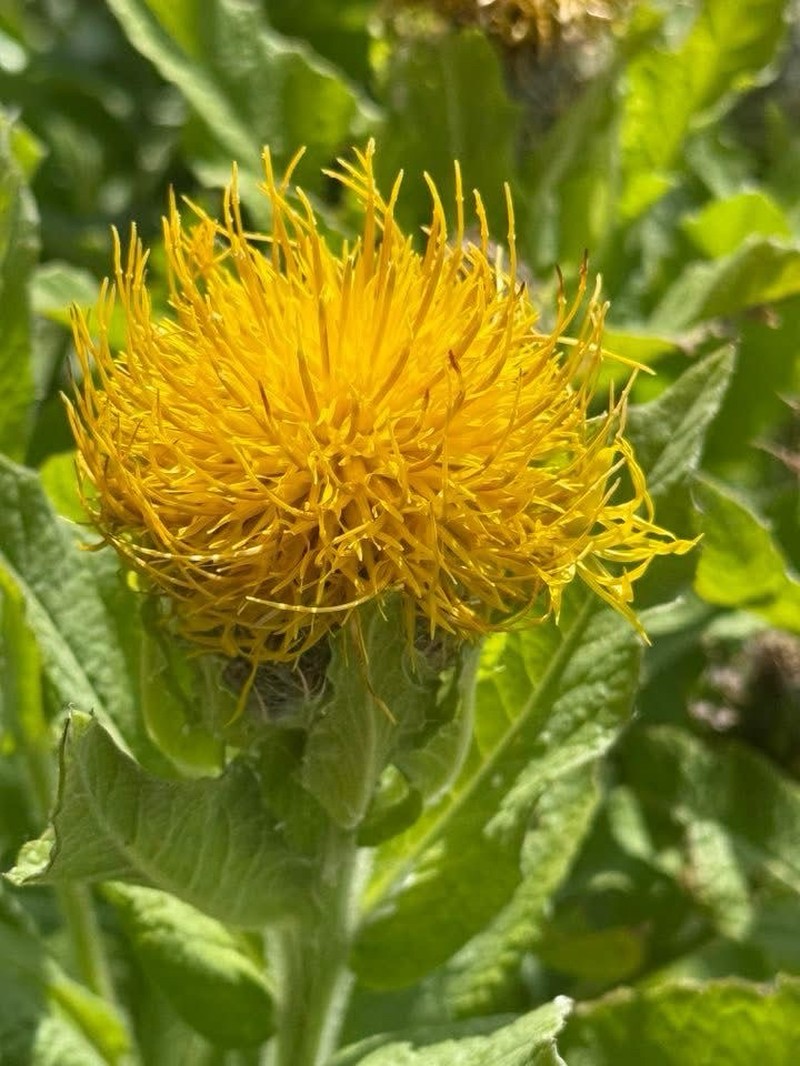 Centaurea helenioides photo 3