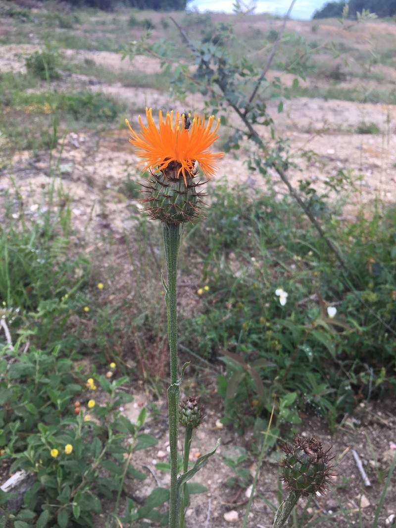 Centaurea hermannii