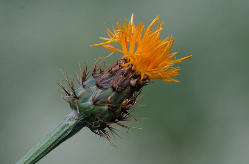 Centaurea hermannii photo 3