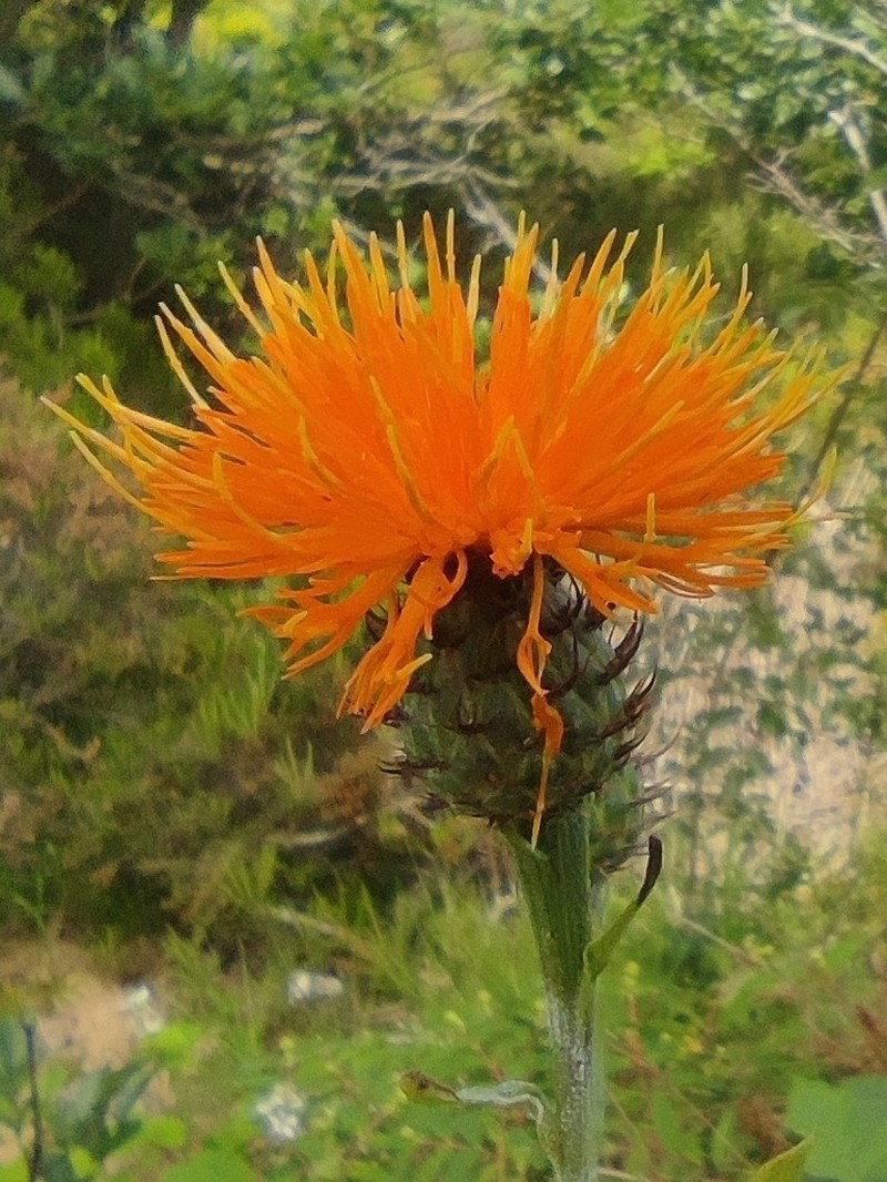 Centaurea hermannii photo 4