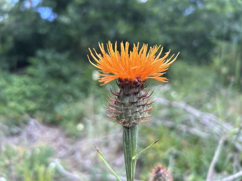 Centaurea hermannii photo 5