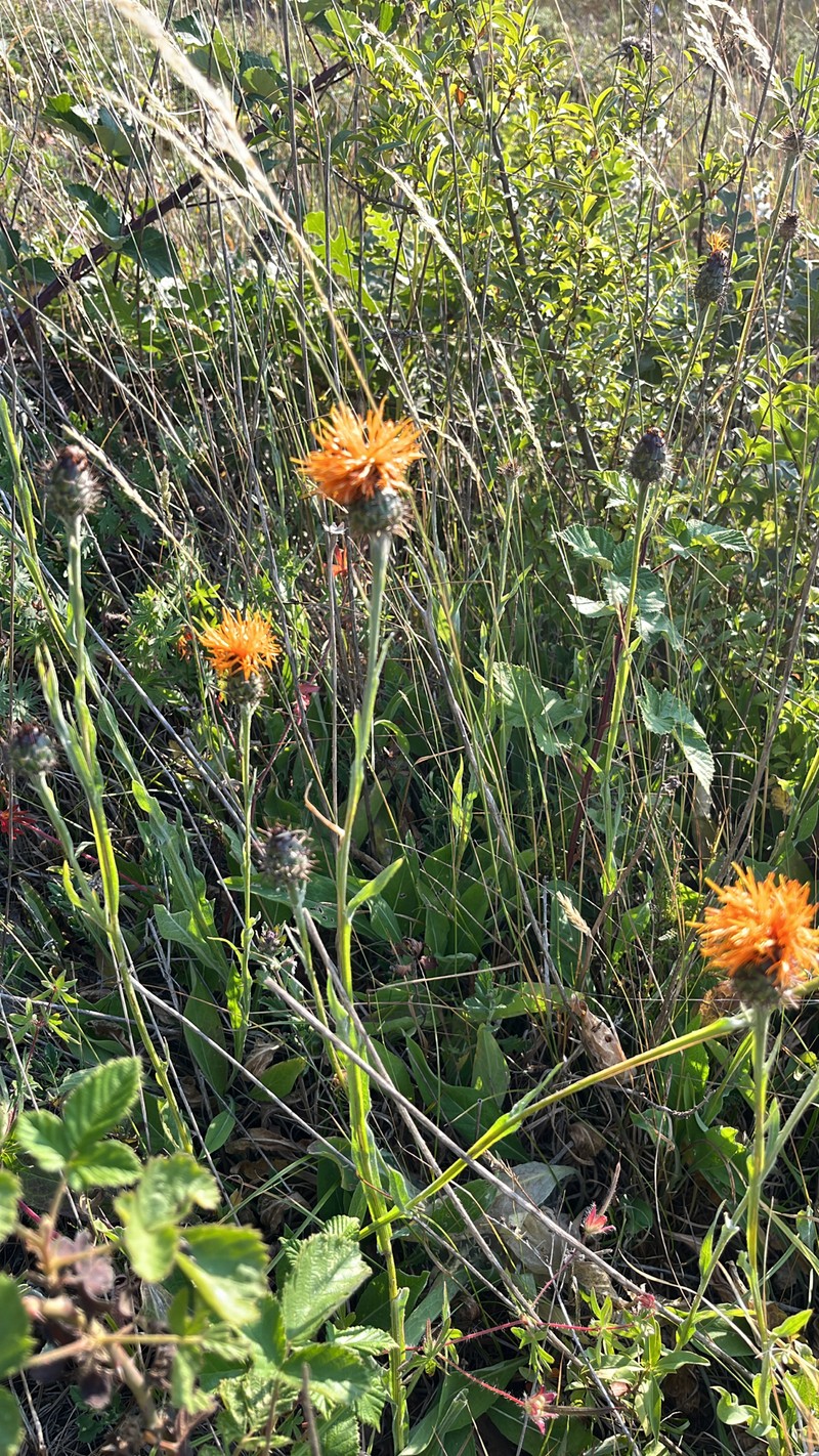 Centaurea hermannii photo 7