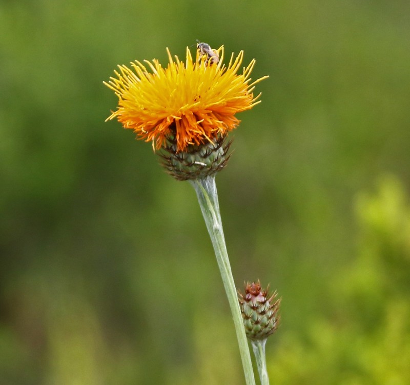 Centaurea hermannii photo 8
